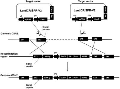 Secretion of IFN-γ by Transgenic Mammary Epithelial Cells in vitro Reduced Mastitis Infection Risk in Goats